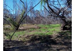 VENDO PARCELA DE 25 HECTAREAS. RIO Y BOSQUE DE AROMOS