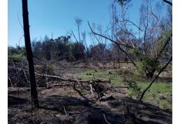 VENDO PARCELA DE 25 HECTAREAS. RIO Y BOSQUE DE AROMOS