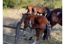 VENDO PARCELA DE 7, 7  HECTAREAS EN PRECORDILLERA