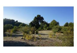 Campo 22.67 ha , rol propio ,orilla de camino, factibilidad ly y agua.