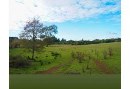 Parcela con hermosas praderas- Documentos al dia - Barros Arana-Araucania a 1 Hora de Villarrica